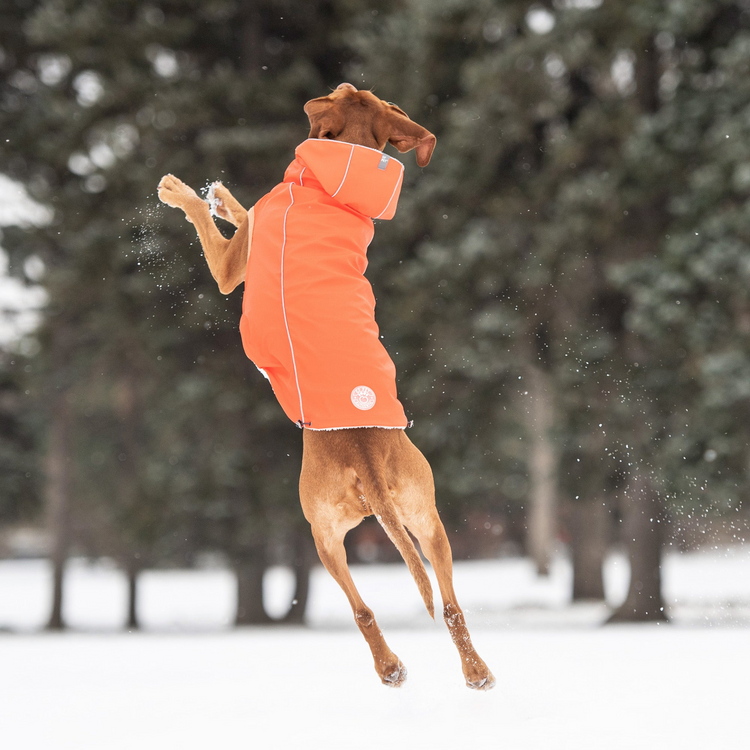a dog jumping in the air in the snow
