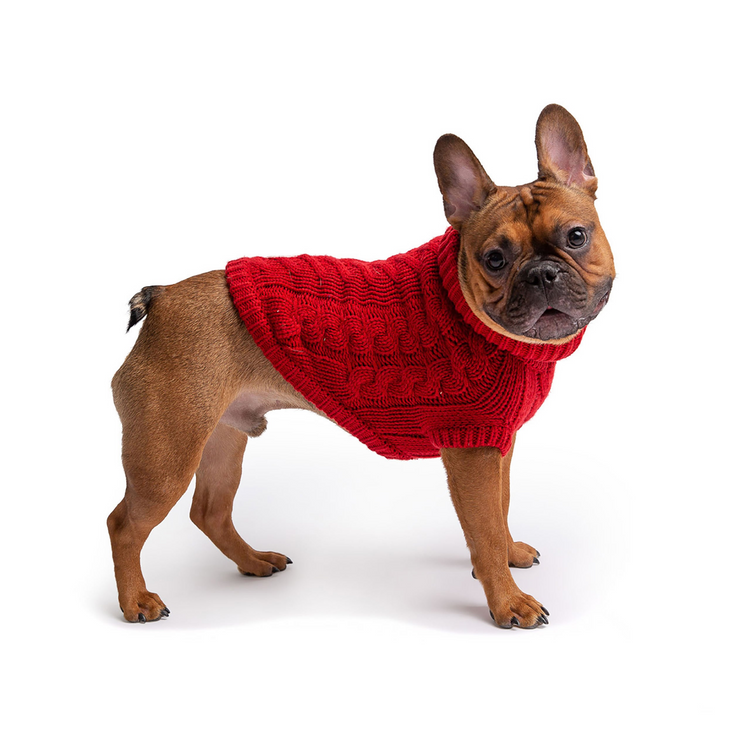a dog wearing a red sweater