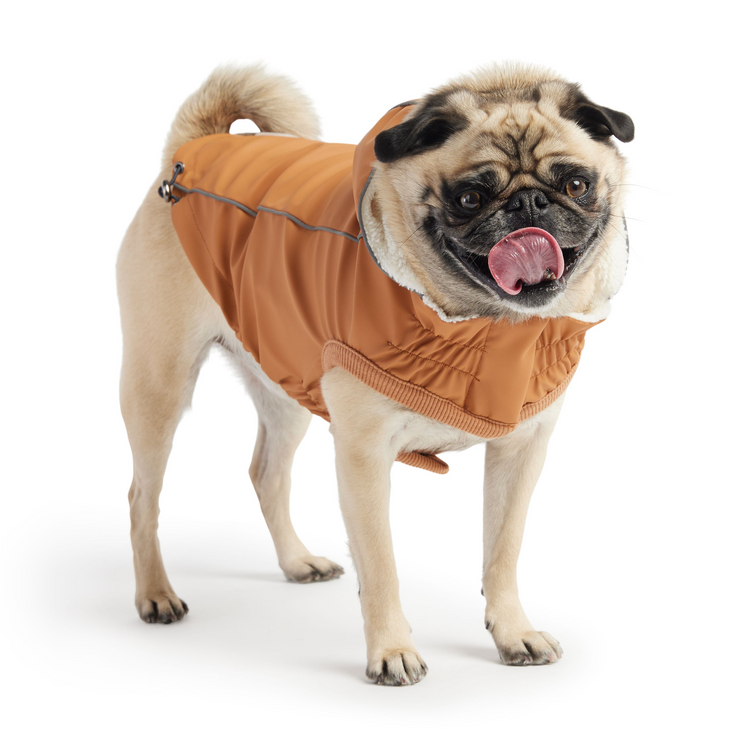 a dog wearing a jacket