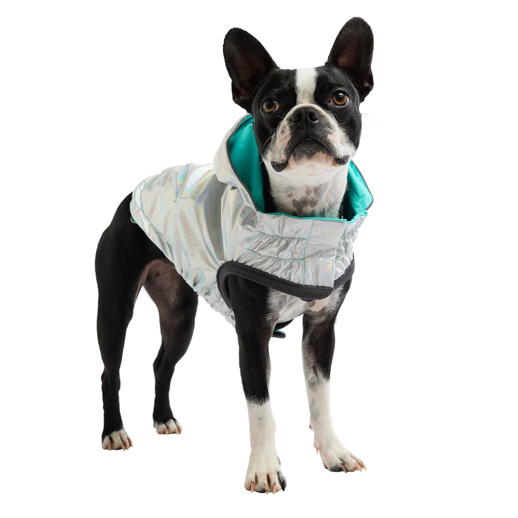 a dog wearing a jacket
