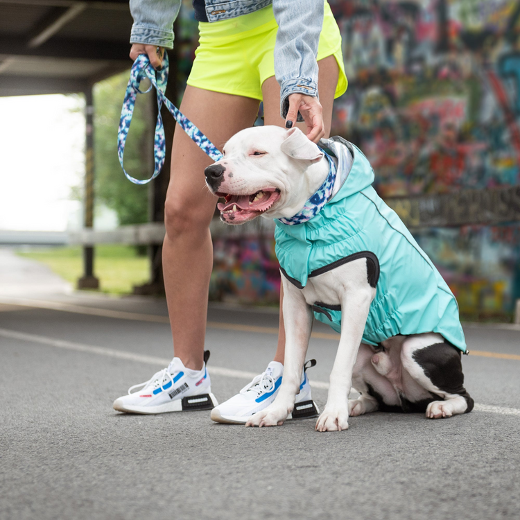 a dog sitting on a leash