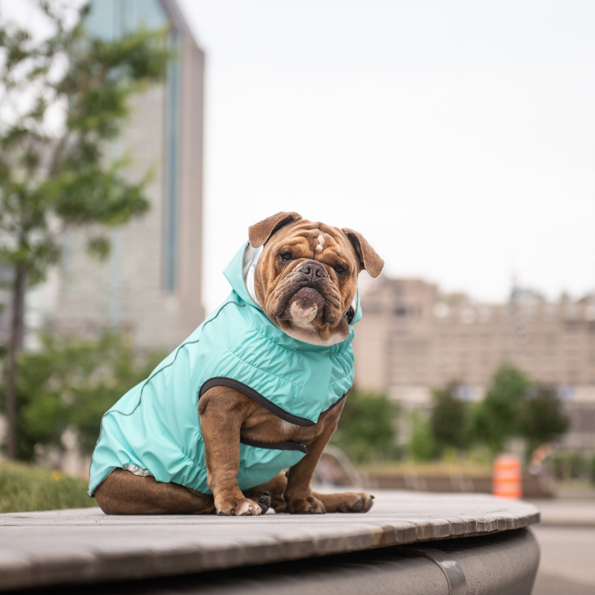 a dog sitting on a ledge