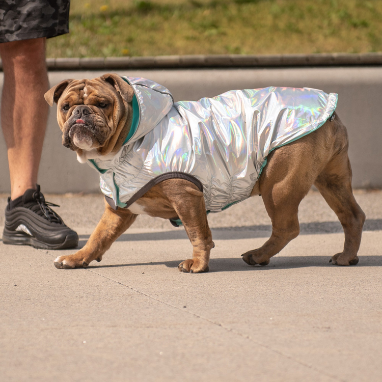 a dog wearing a jacket