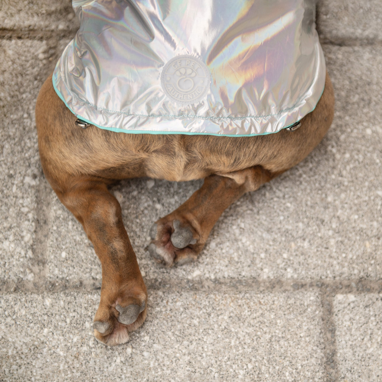 a dog wearing a jacket