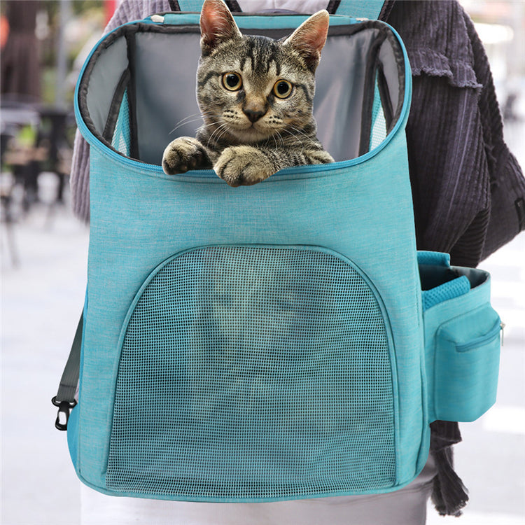 a cat in a backpack