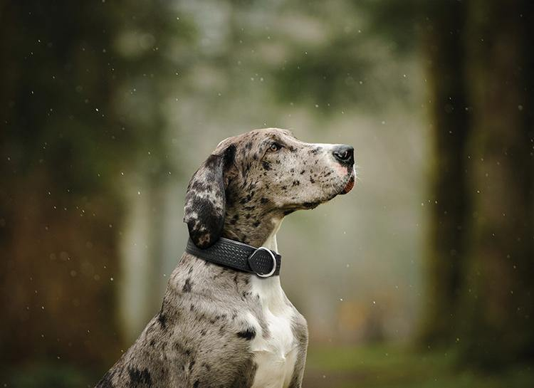 Collars, Harnesses & Leashes