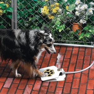 a dog playing with a water fountain