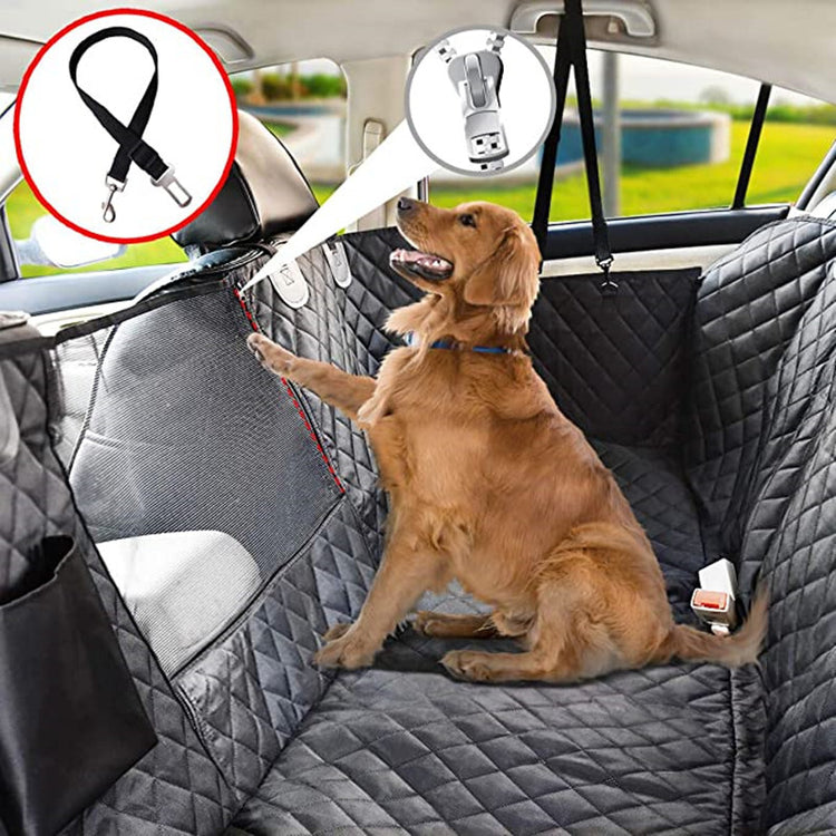 a dog in a car