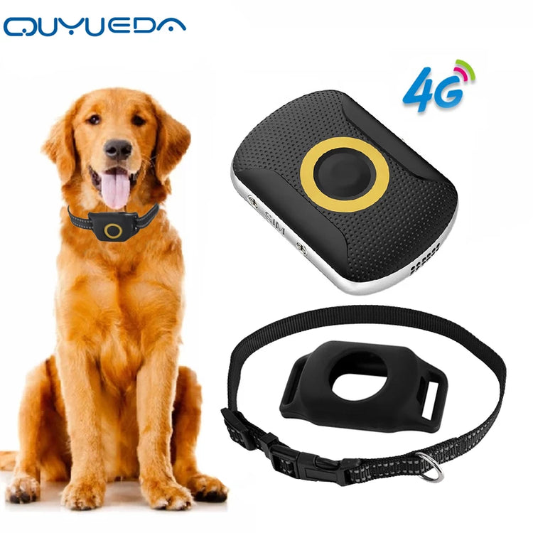 a dog sitting with a dog collar and a dog leash