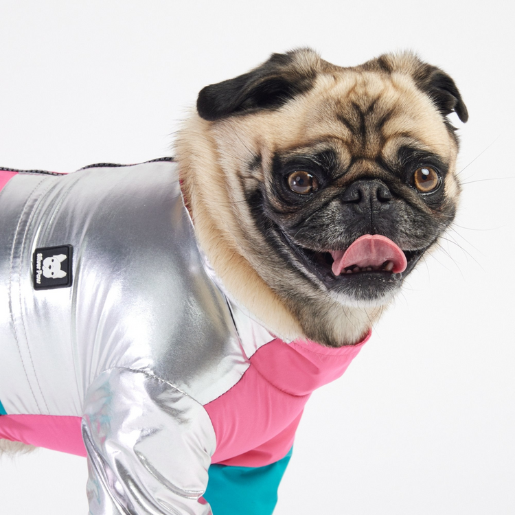 a dog wearing a garment