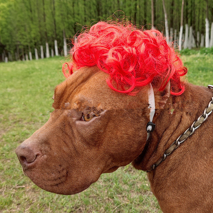 a dog with a wig on
