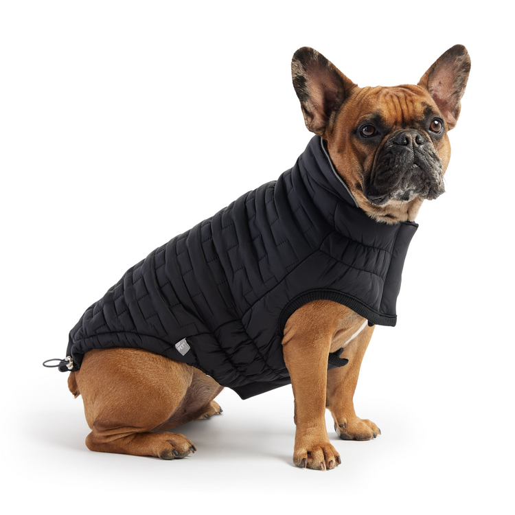 a dog wearing a black vest