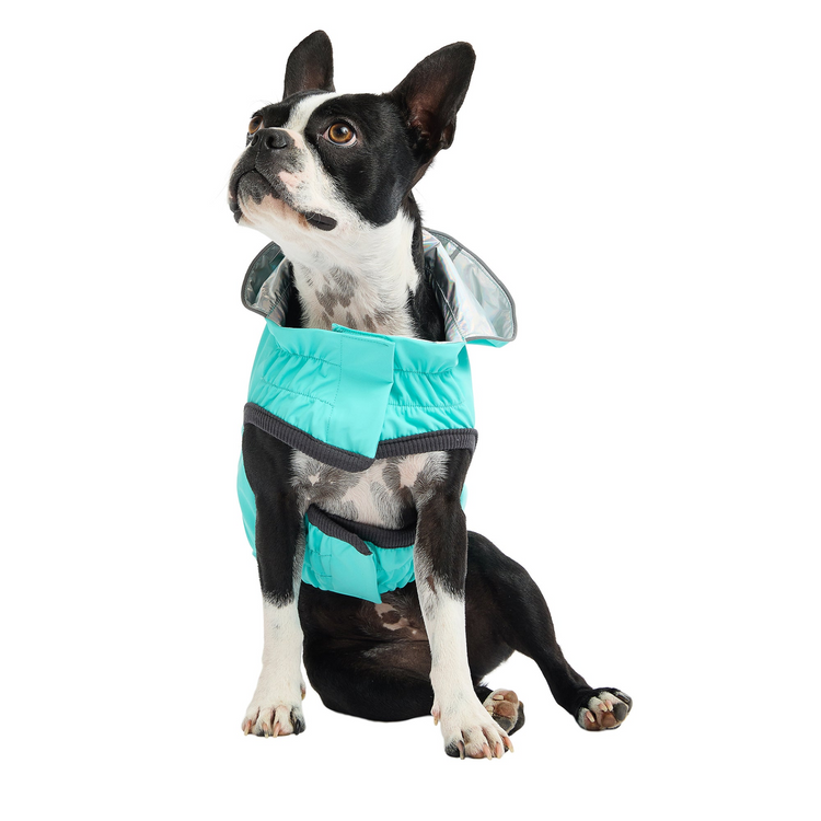 a dog wearing a blue and black jacket