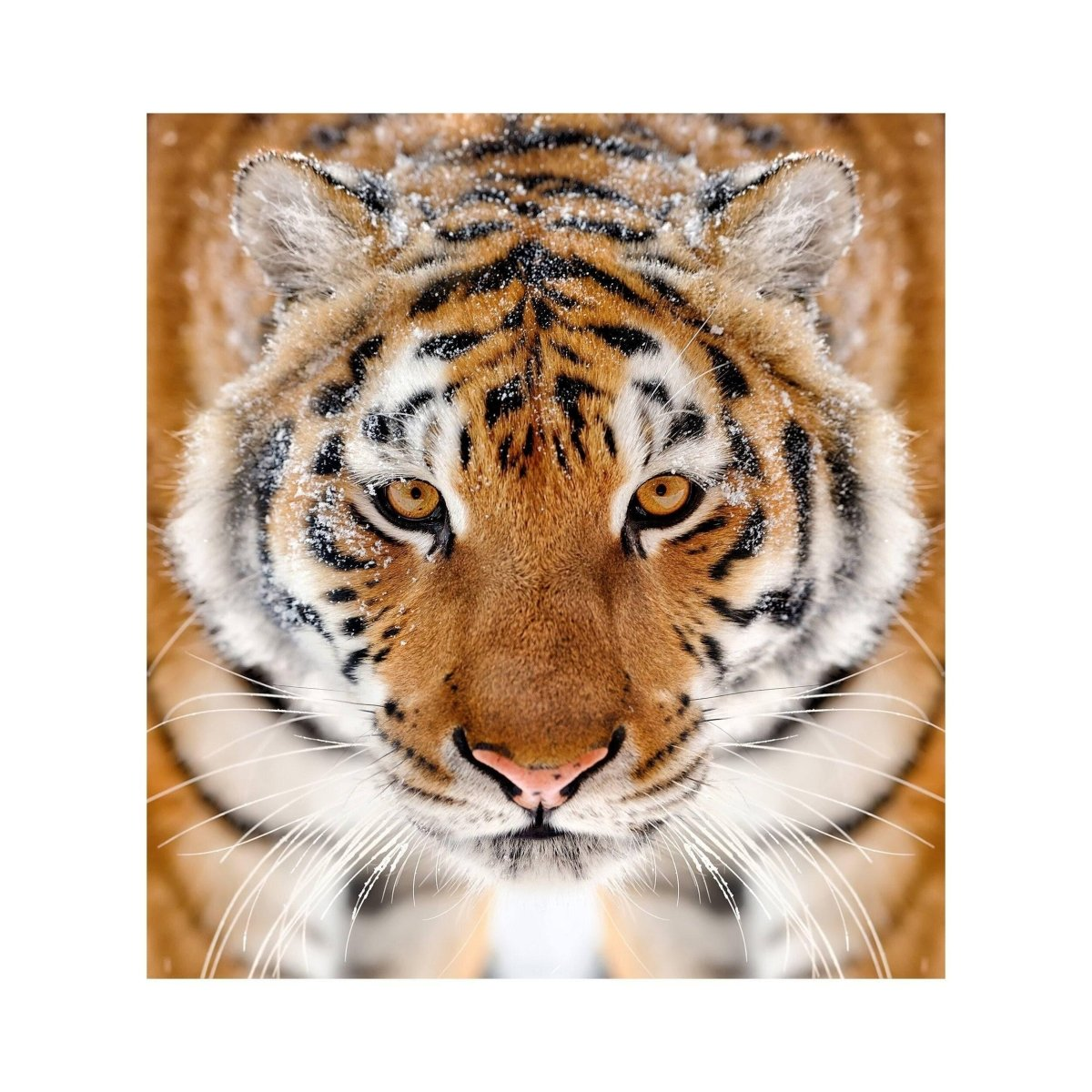 a tiger looking at the camera