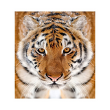 Stylish Wall Decal Tiger Design: Upgrade Your Space with Exotic Elegance!