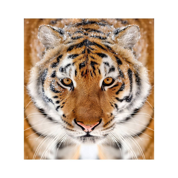 a tiger looking at the camera