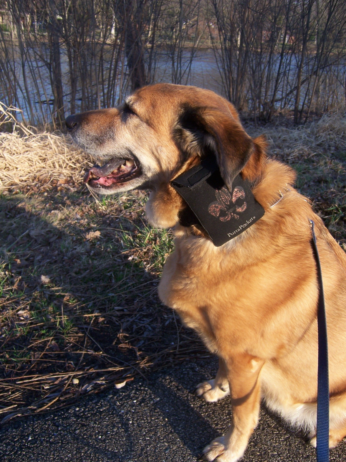 a dog sitting outside with a black tag on its ear