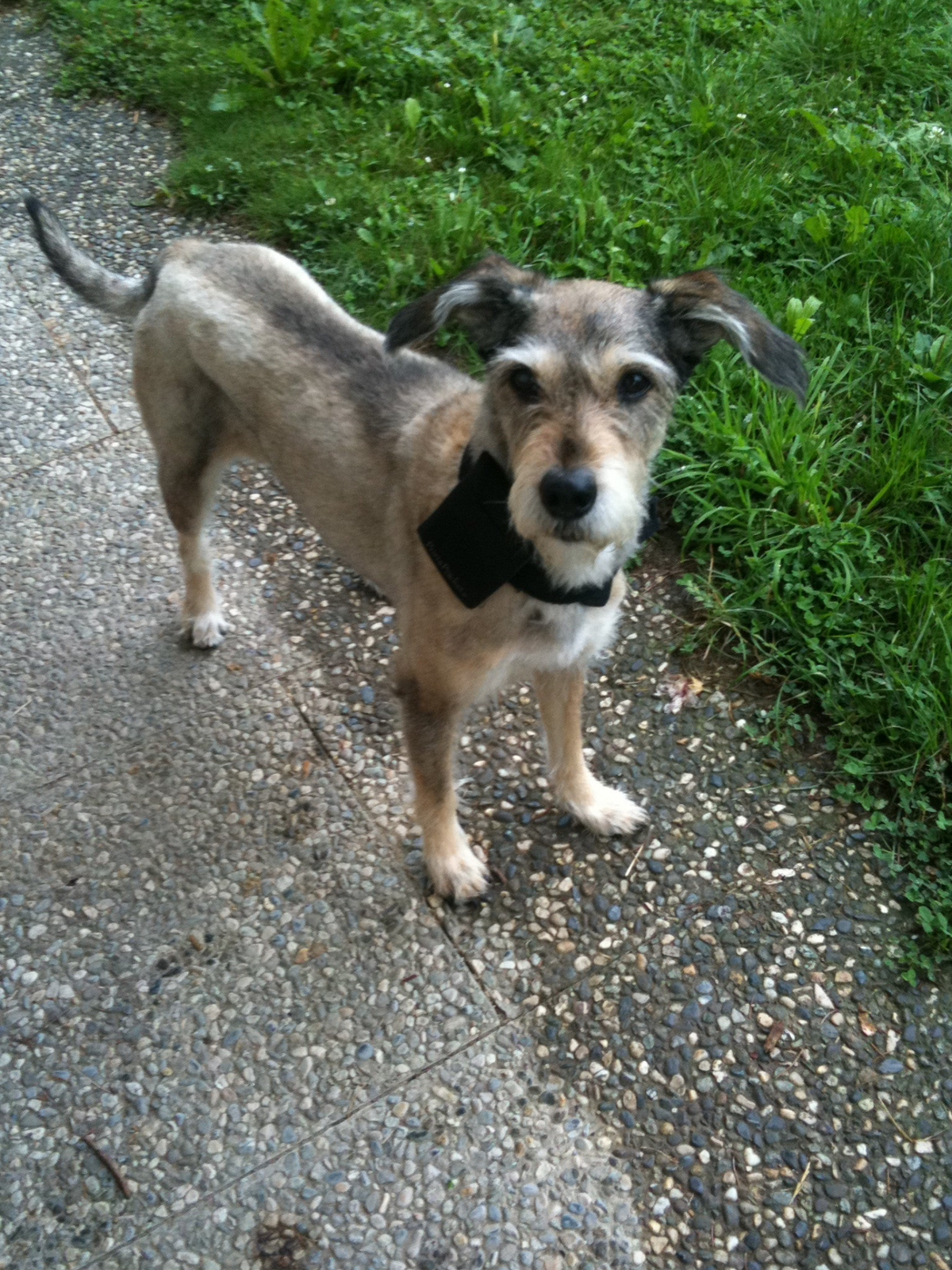 a dog standing on a sidewalk