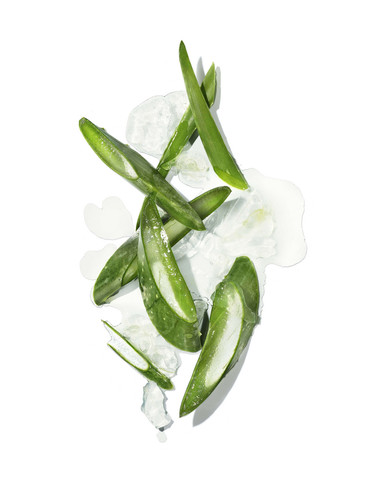 aloe vera leaves with ice on a white background