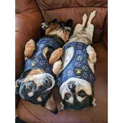 “Finnigan Breathable Fabric and Sturdy Hardware Designer Dog Harness” 🐾