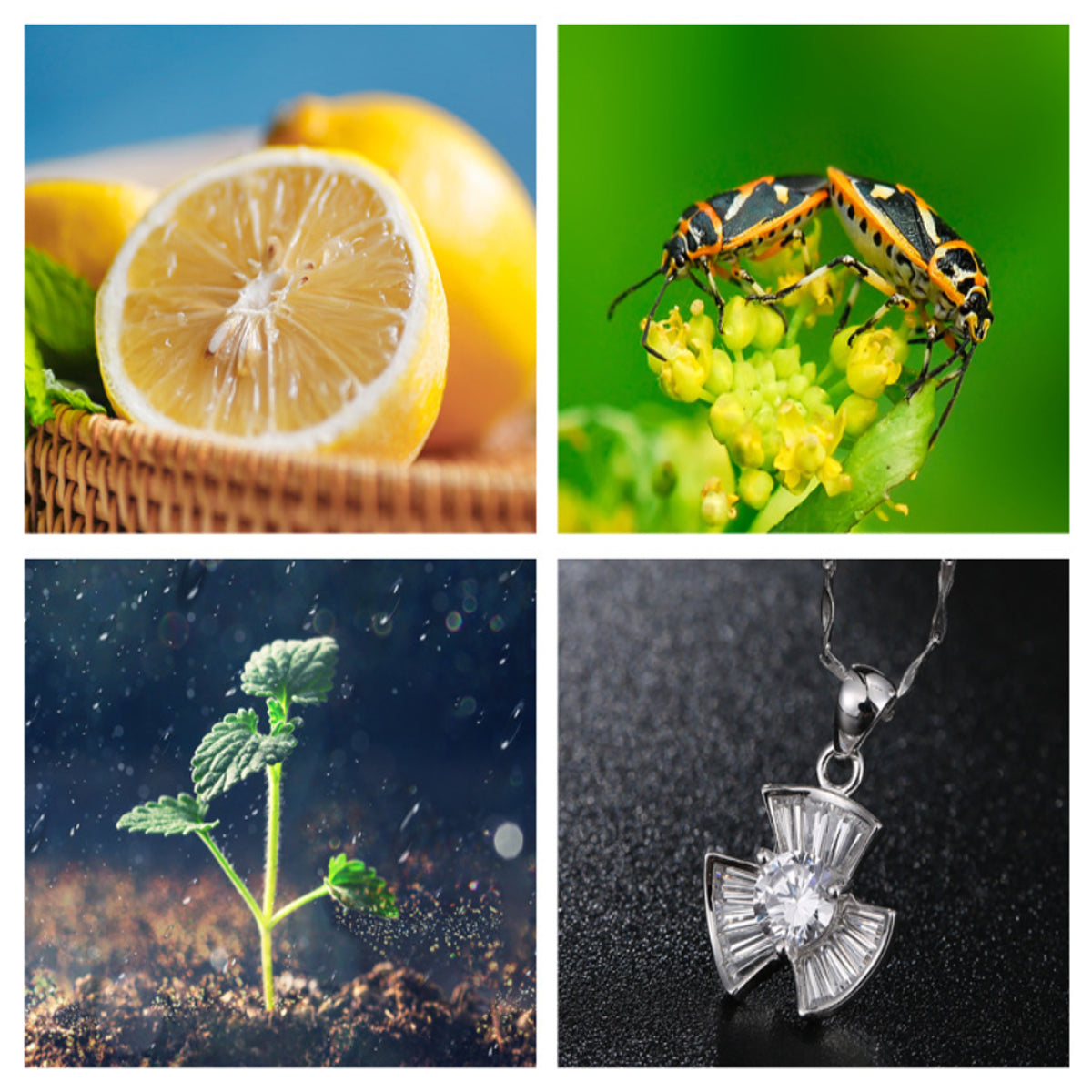 a collage of different images of insects and lemons