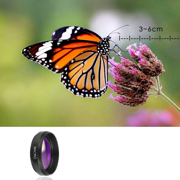 a butterfly on a flower