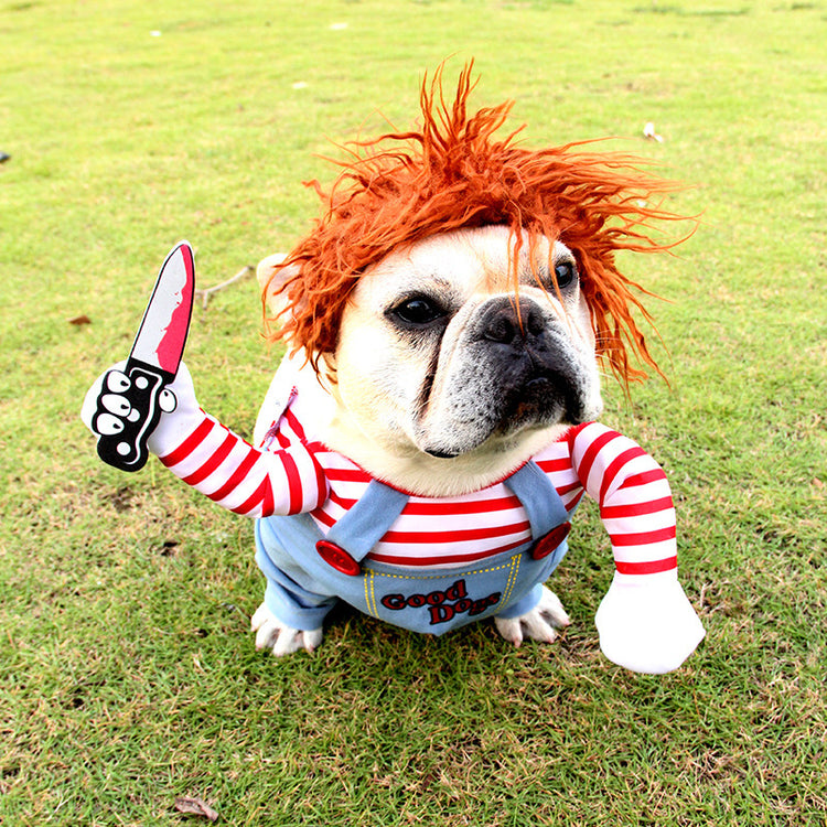 a dog wearing a garment
