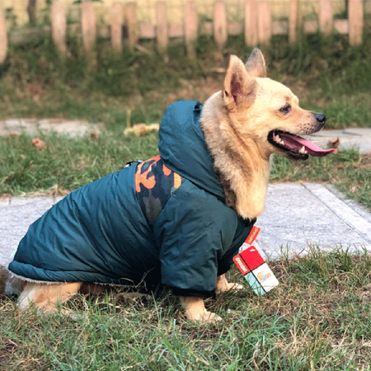 a dog wearing a coat