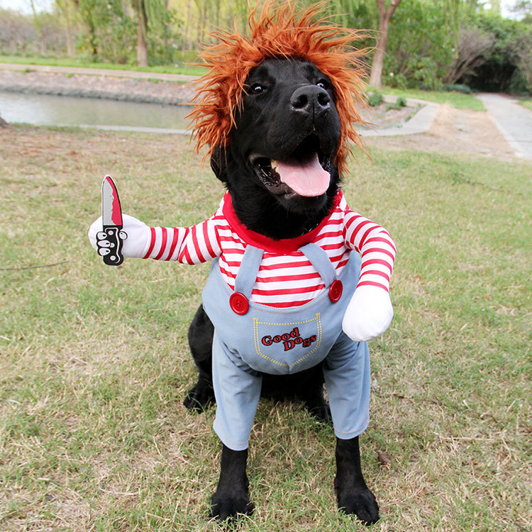 a dog wearing a garment