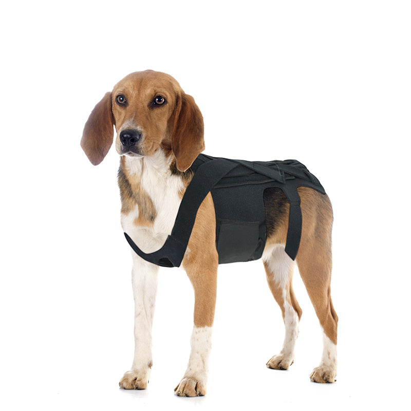 a dog wearing a harness