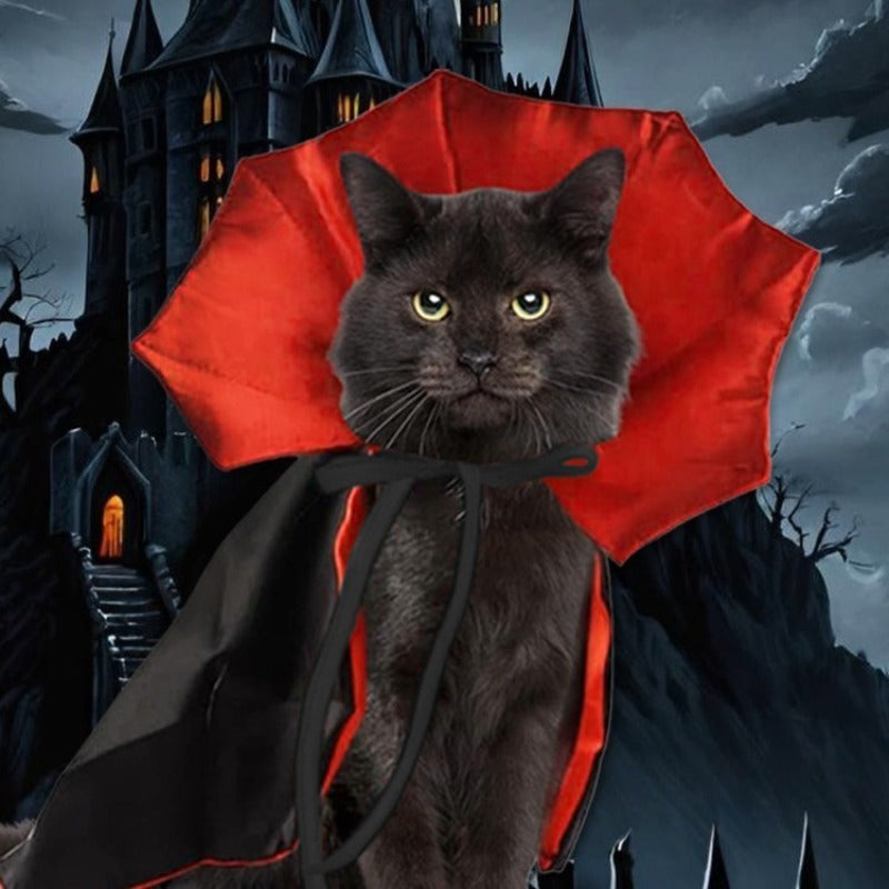 a cat wearing a cape