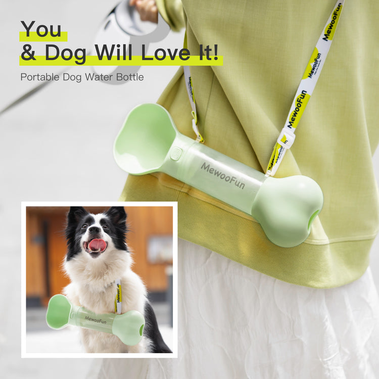 a dog on a leash