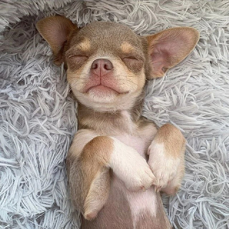 a dog lying on its back