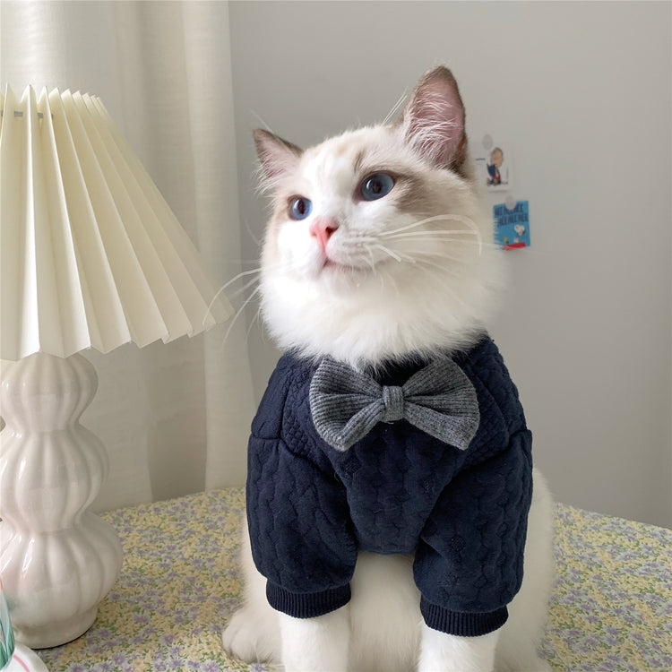 a cat wearing a sweater and a lamp