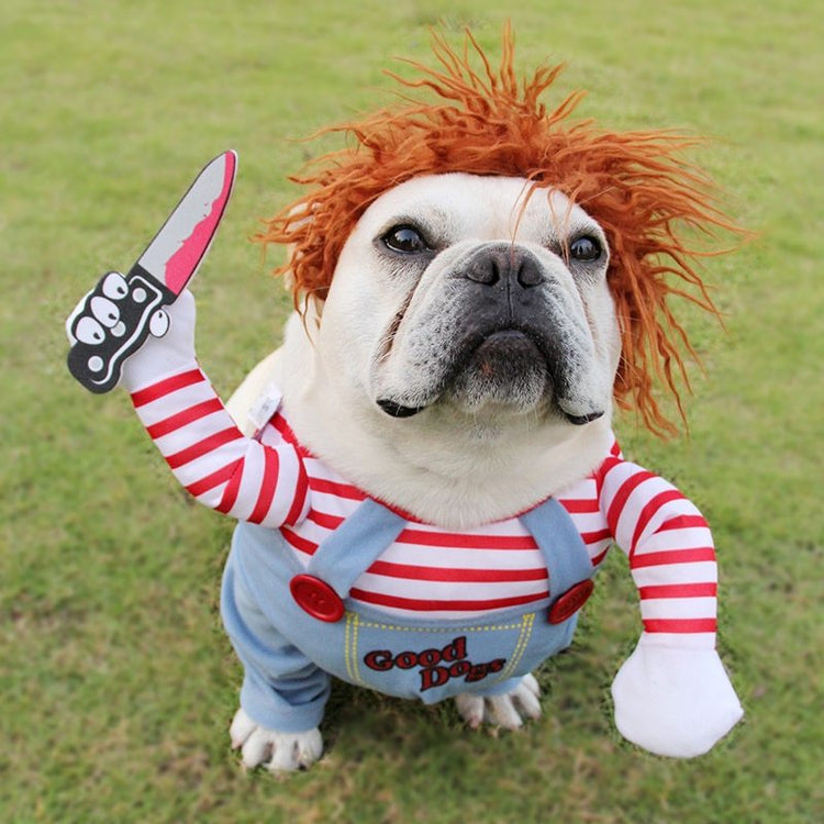 a dog in a garment