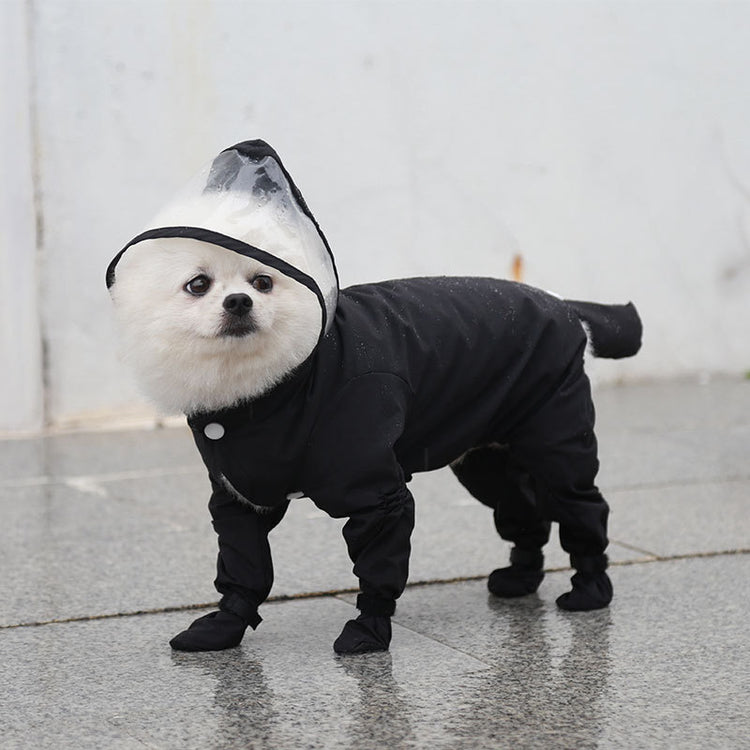 a dog wearing a black coat