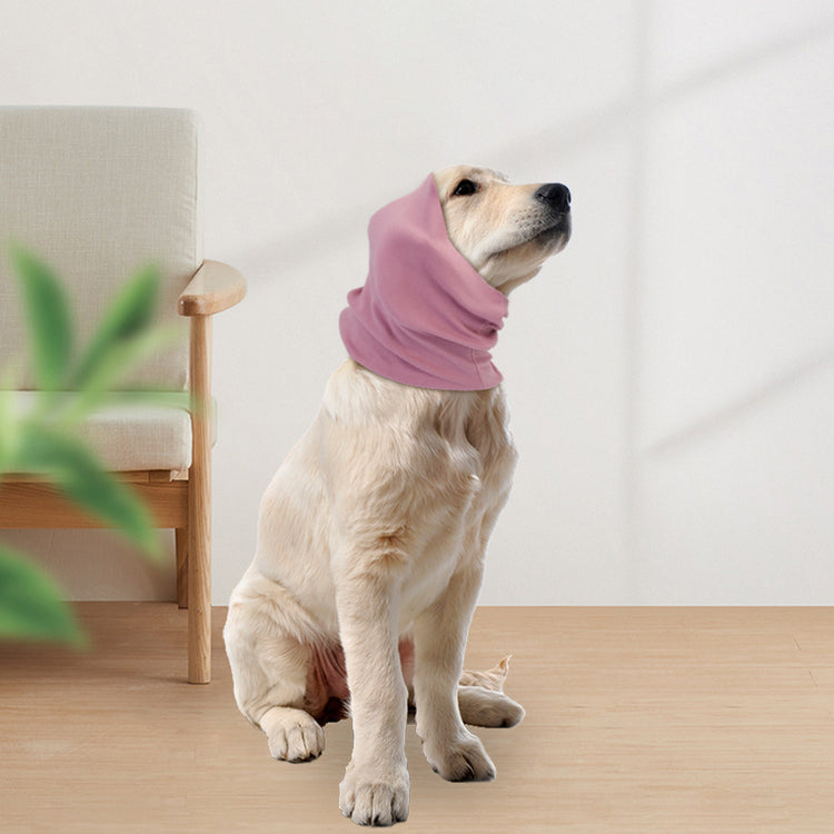 a dog wearing a scarf