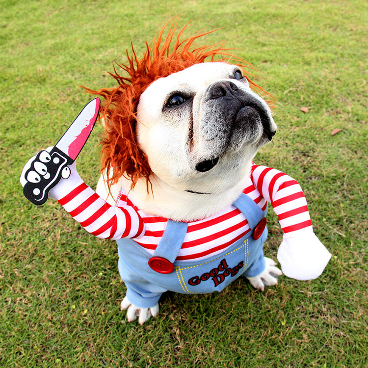 a dog in a garment