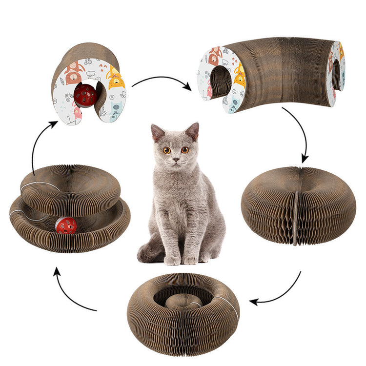 a cat sitting in front of several round objects