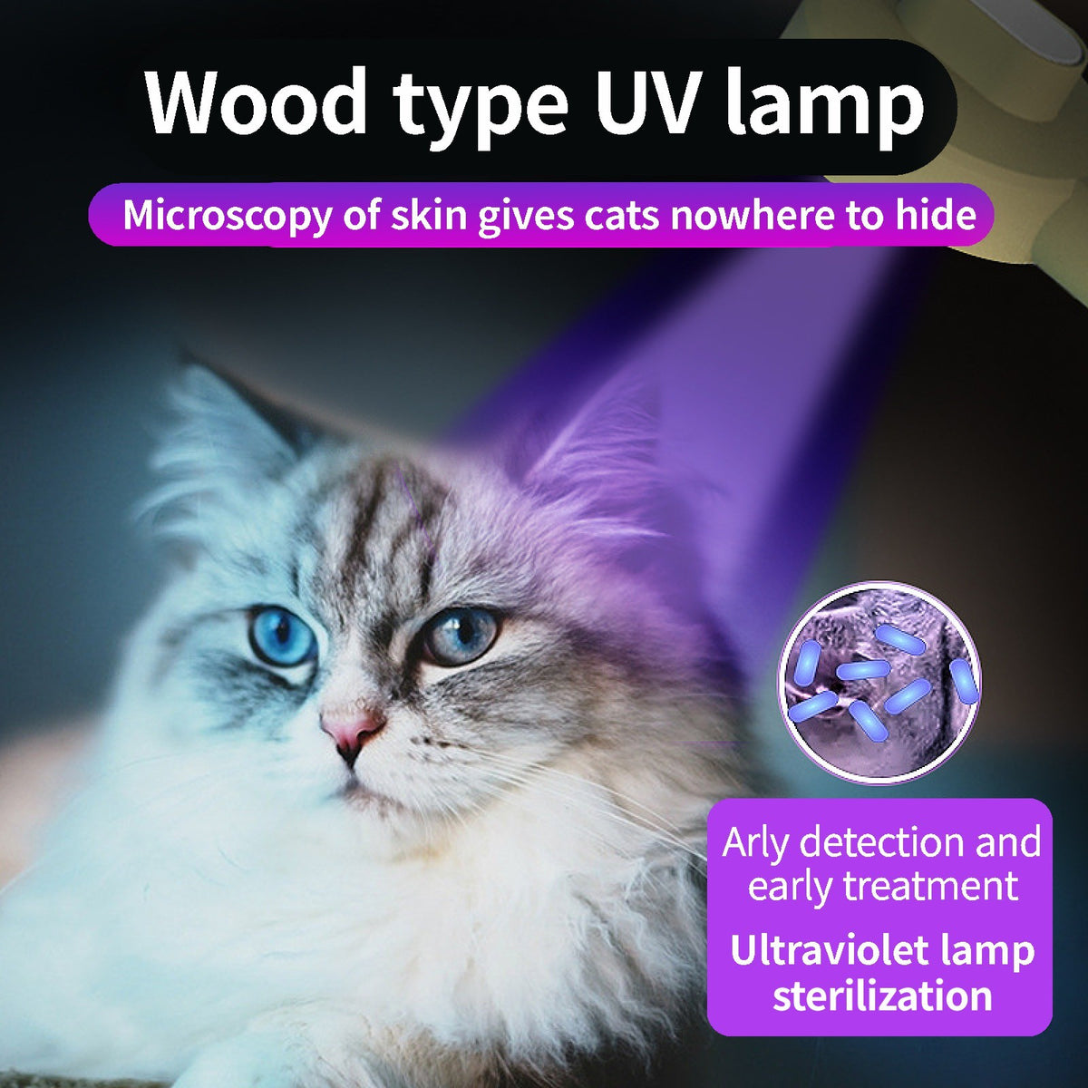 a cat with blue eyes
