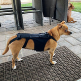 Dog Back Brace Support Harness for Dachshunds