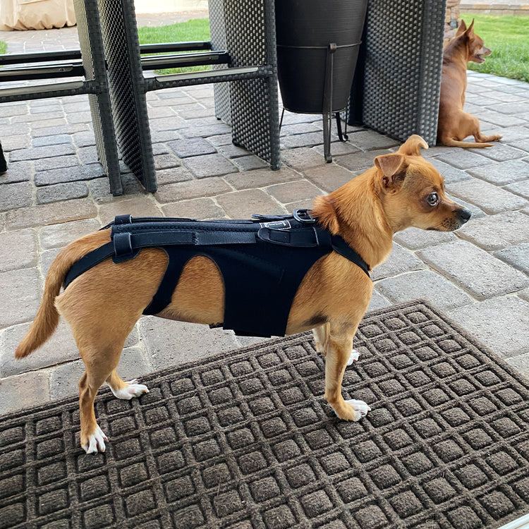 a dog wearing a harness