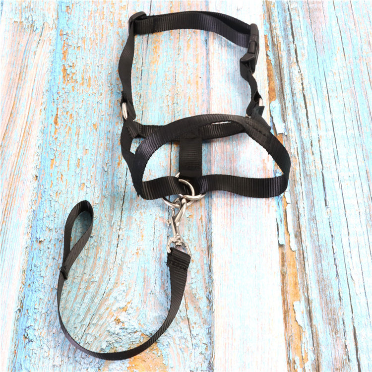 a black harness on a blue wooden surface