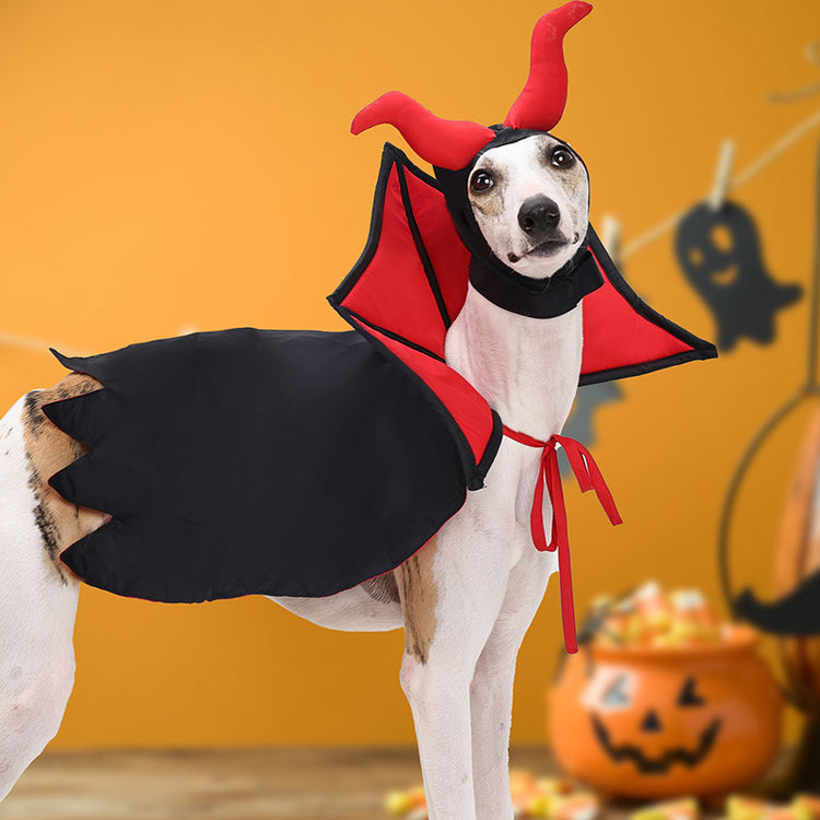 a dog wearing a garment