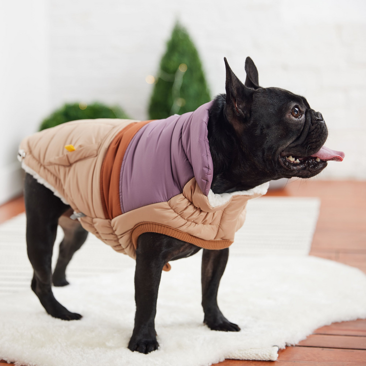 a dog wearing a coat