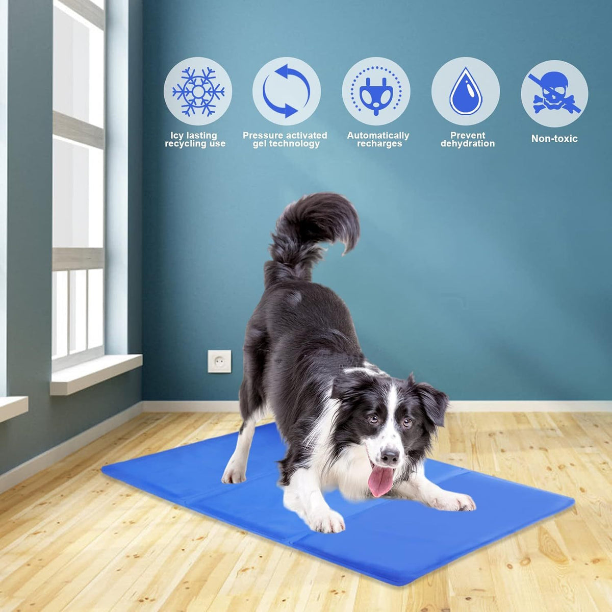 a dog standing on a blue mat