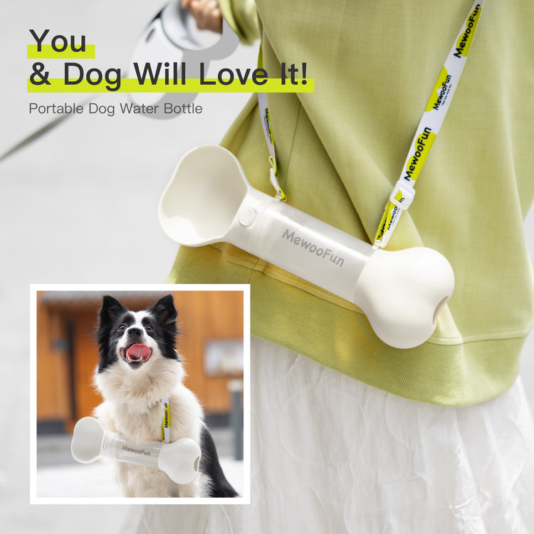 a dog on a leash
