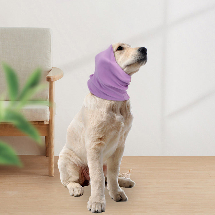 a dog wearing a purple scarf