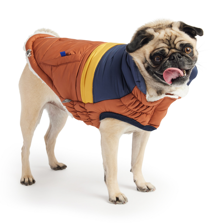 a dog wearing a jacket
