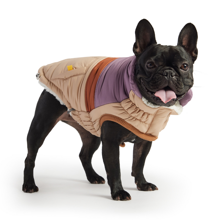 a dog wearing a coat